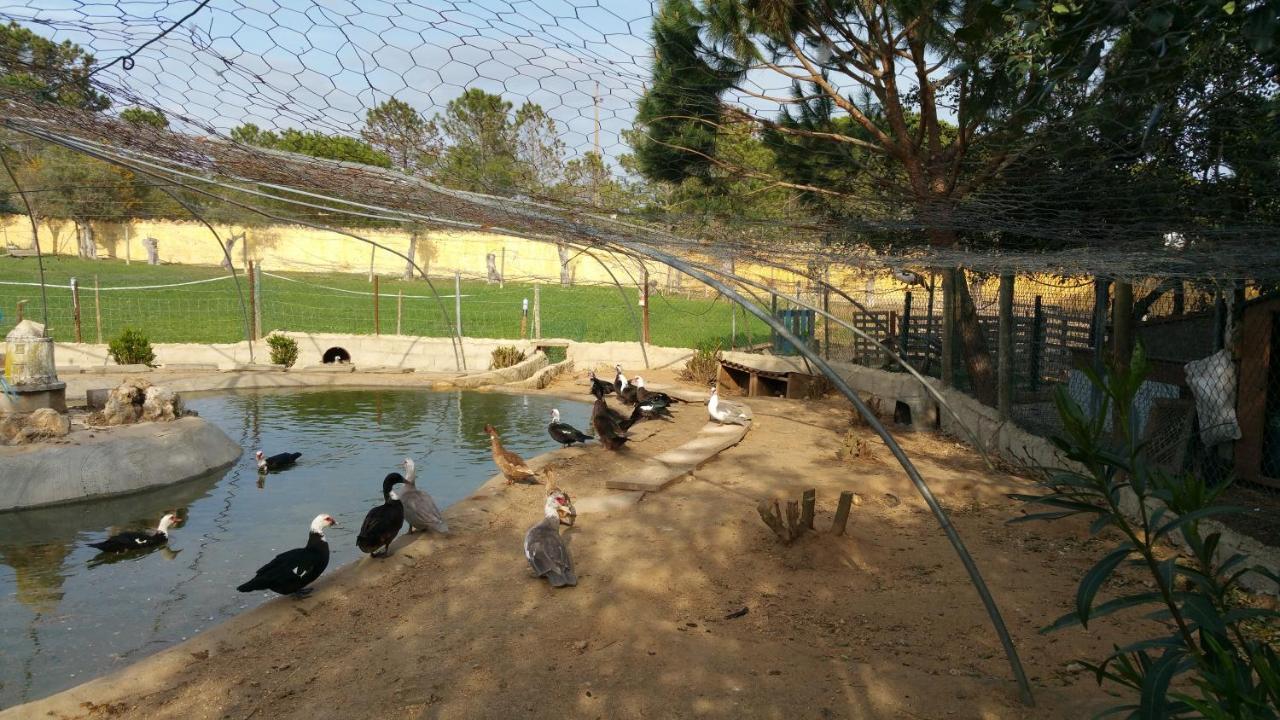 Quinta Vita - Vila Pera อัลมันซิล ภายนอก รูปภาพ